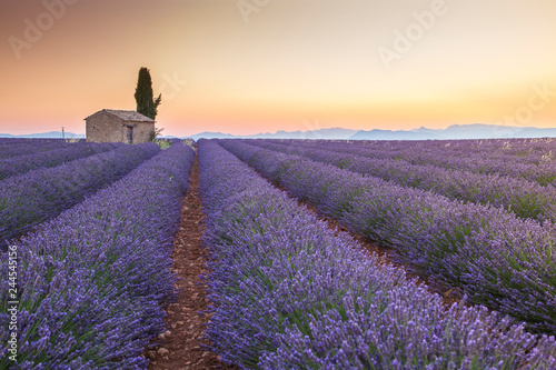 Fototapeta Naklejka Na Ścianę i Meble -  Lavender fields near Valensole, Provence, France