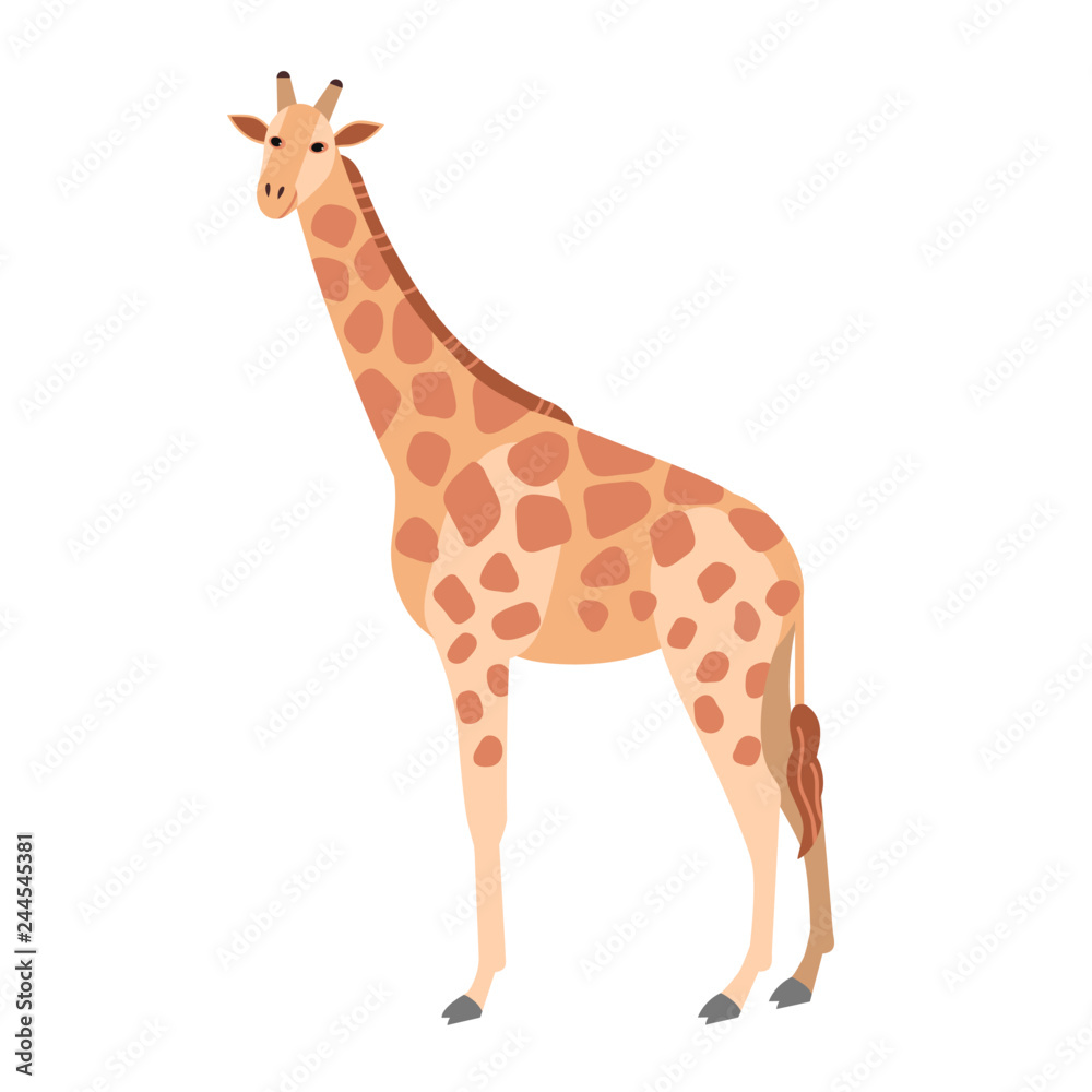 Obraz premium Cute giraffe isolated on white background