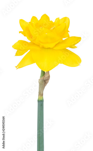 Fototapeta Naklejka Na Ścianę i Meble -  Bright spring narcissus