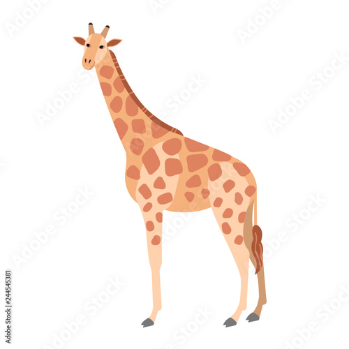 Cute giraffe isolated on white background