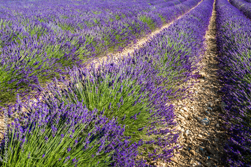 Lavender fields near Valensole, Provence, France