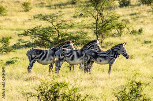 Isolated zebra walking in the savannah of Samburu Park