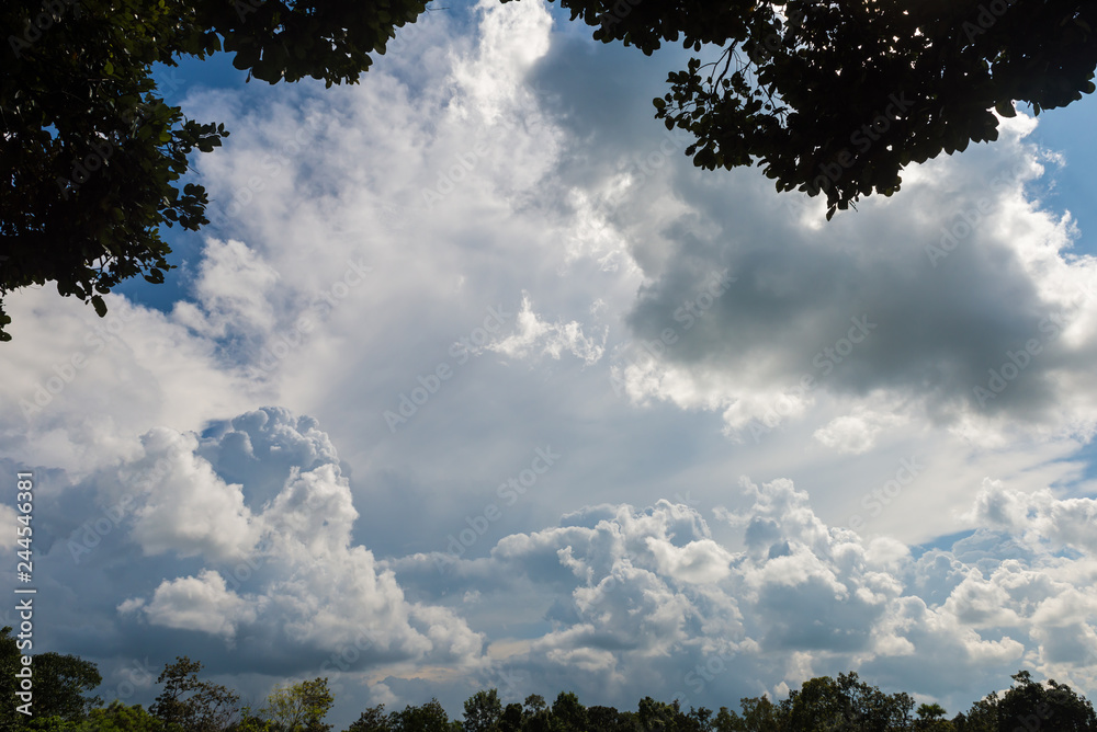 Many branches on sky