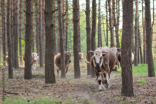 Cows going home through the pine forest photo