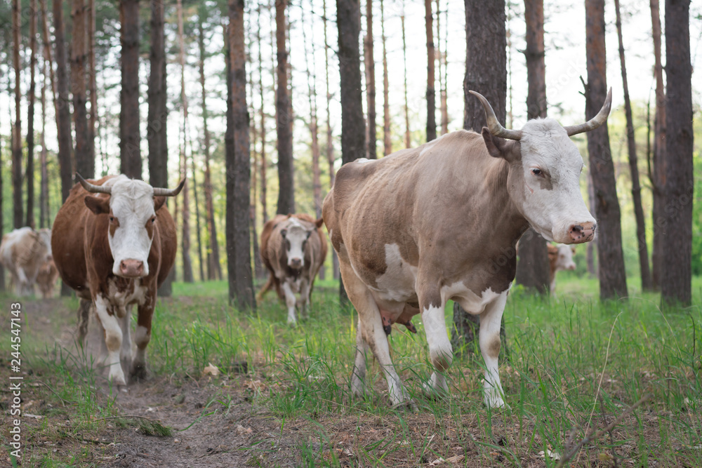 Cows going home through the pine forest