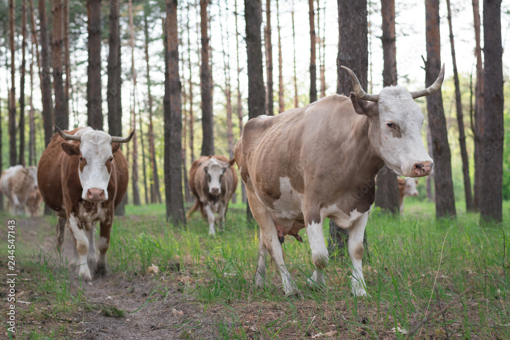 Cows going home through the pine forest Cows going home through the pine forest
