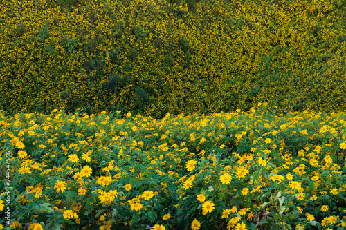 Thung Bua Tong Destination Tree marigold or Mexican sunflower blooming field at Khun Yuam, Mae Hong Son, Thailand