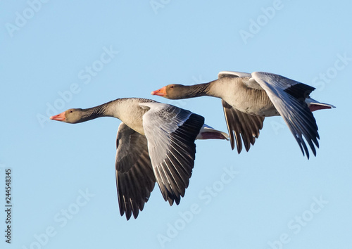 greylag goose flying photo