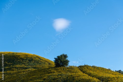 Thung Bua Tong Destination Tree marigold or Mexican sunflower blooming field among mountain with sky and cloud at Khun Yuam, Mae Hong Son, Thailand