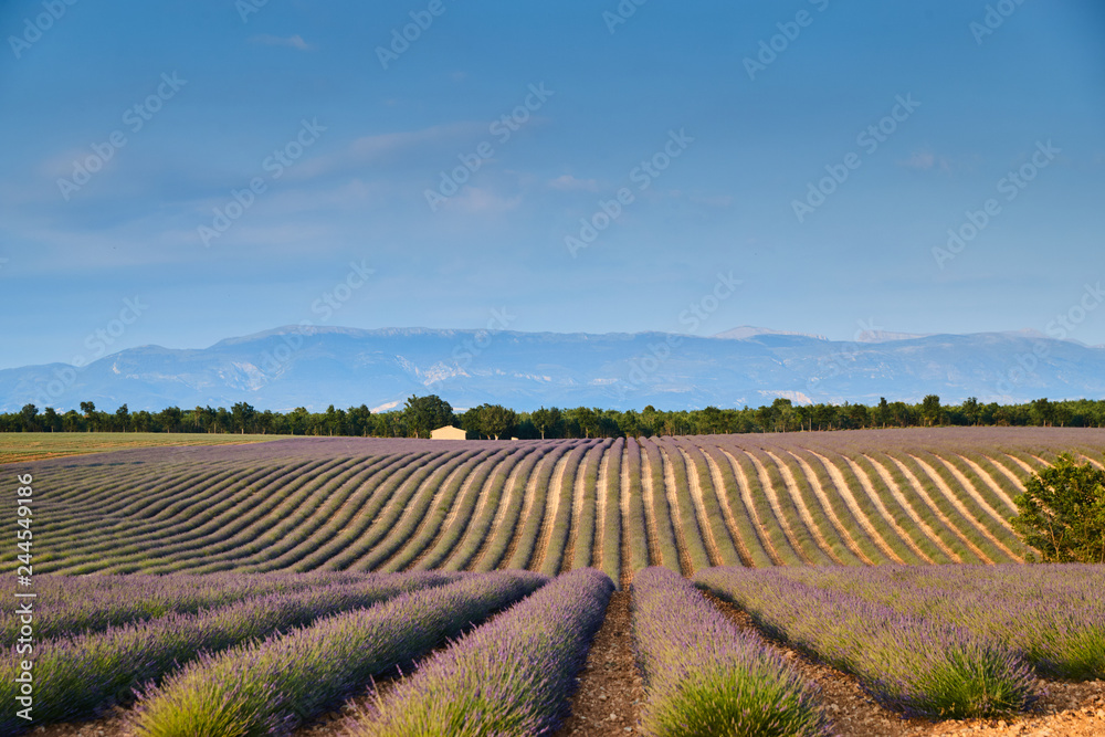 Field of lavender in France, Valensole, Cote Dazur-Alps-Provence, a lot of flowers, panorama, perspective, mountains on background
