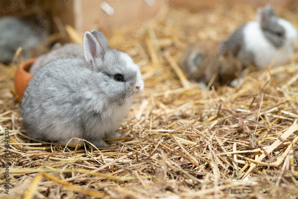 Smallest domestic best sale rabbit