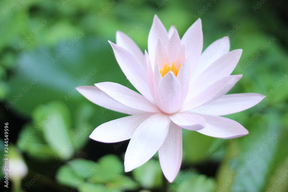 Flower Teratai On The Water Flower Teratai On The Water