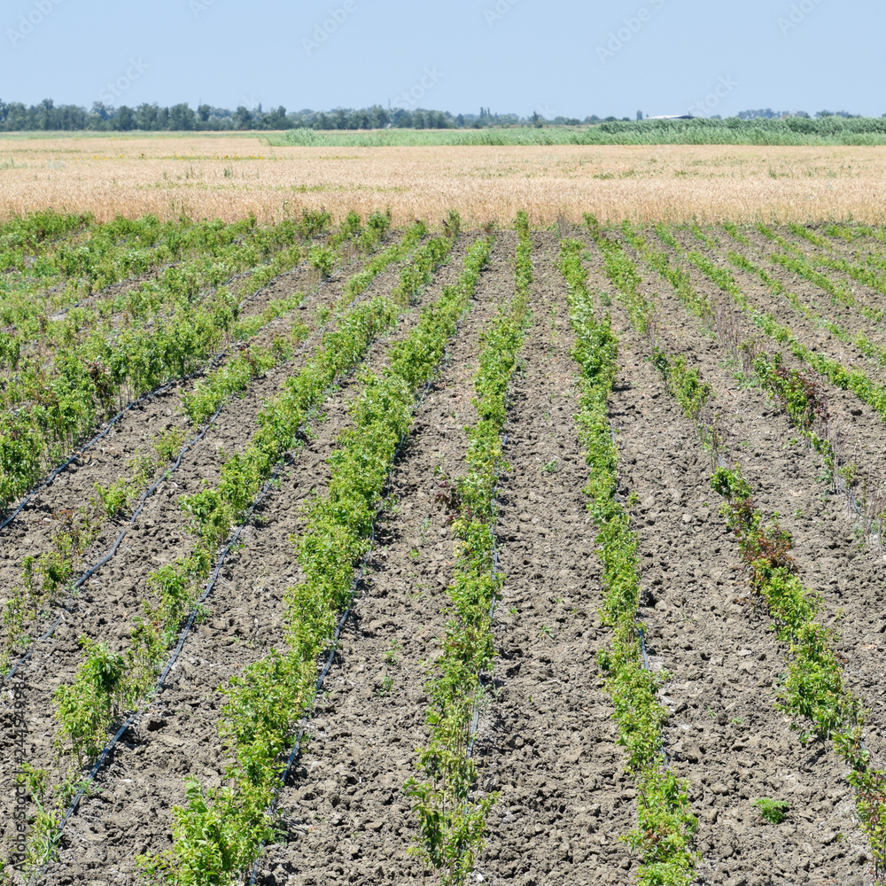 Field with seedlings of fruit trees. Reproduction of fruit crops Field with seedlings of fruit trees. Reproduction of fruit crops