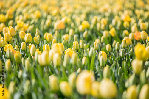 Tulips fields near Amsterdam, Netherlands photo