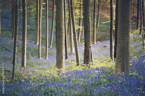 Hallerbos forest with purple flowers near Halle, Bruxelles, Belgium