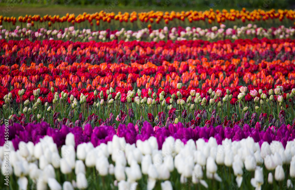 Tulips fields near Amsterdam, Netherlands Tulips fields near Amsterdam, Netherlands