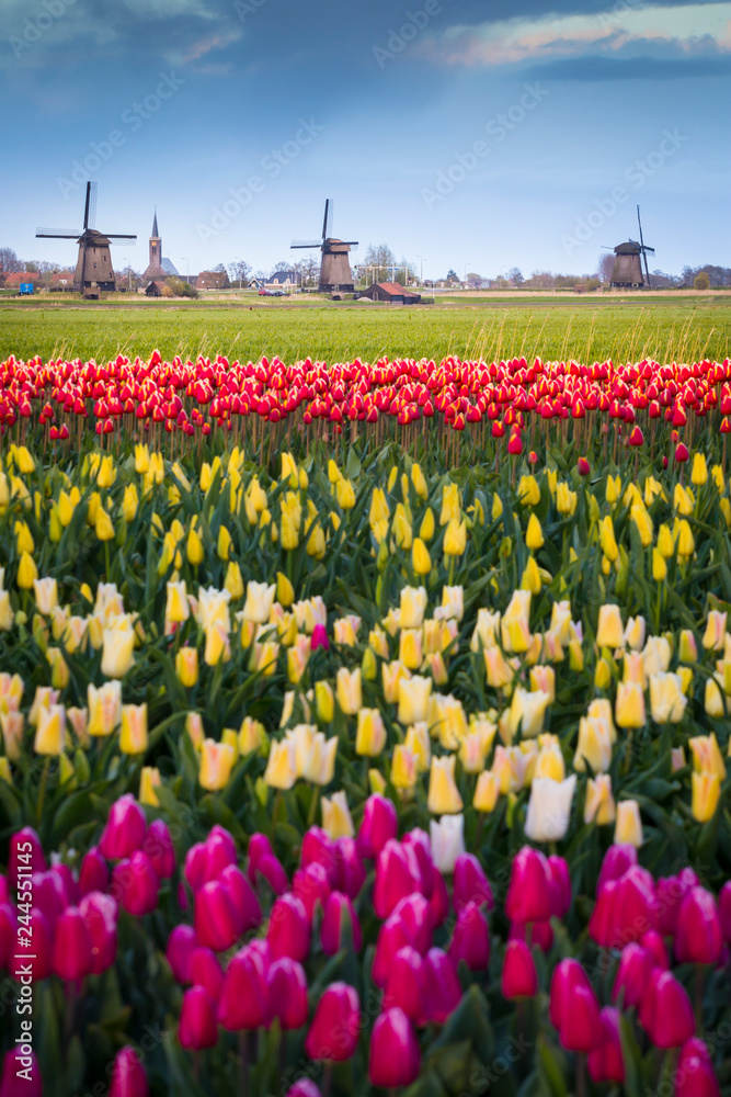 Tulips fields near Amsterdam, Netherlands