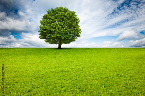 Baum in Landschaft