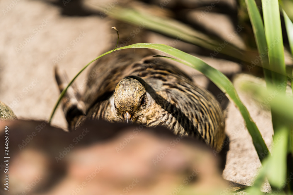 Obraz premium pheasant hiding behind leaves