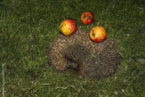 Wallpaper Mural Hedgehog with apples on their needles walks green grass Torontodigital.ca