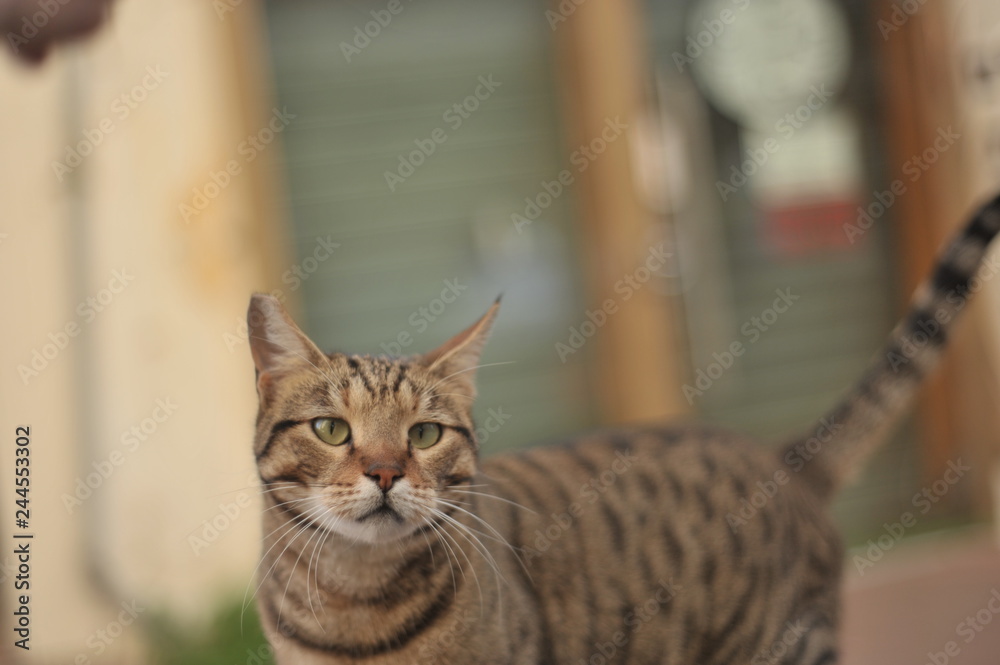 Naklejka premium cat, animal, pet, kitten, feline, cute, eyes, domestic, portrait, fur, tabby, kitty, pets, animals, mammal, grey, face, eye, whiskers, young, looking, striped, home