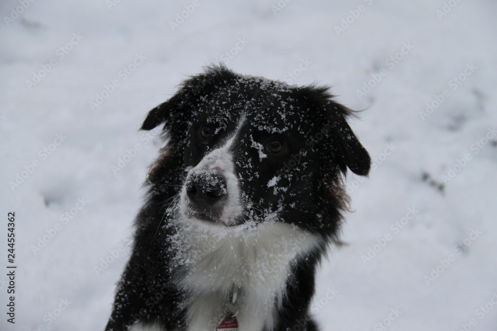 Schnee Dog Winter Cold Schnee Dog Winter Cold