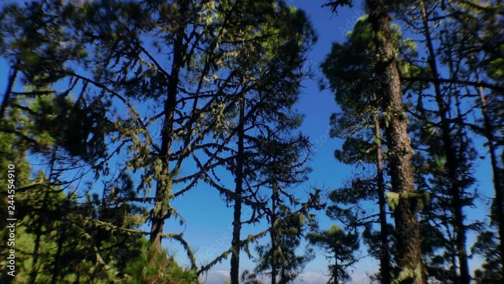 Panning pine trees Panning pine trees