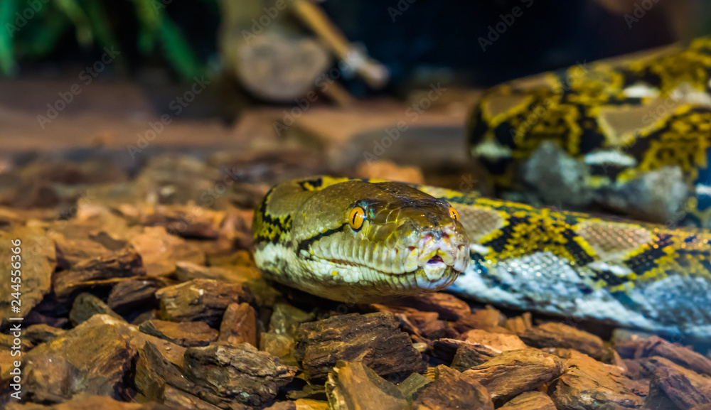 Reticulated python head in closeup, beautiful snake face with yellow ...