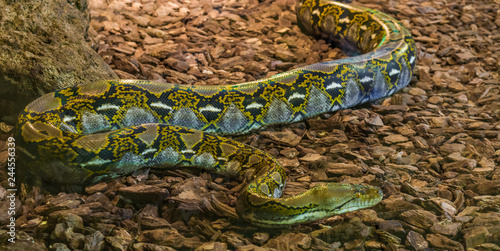 brown and yellow reticulated python crawling over the ground, popular big snake from Asia photo
