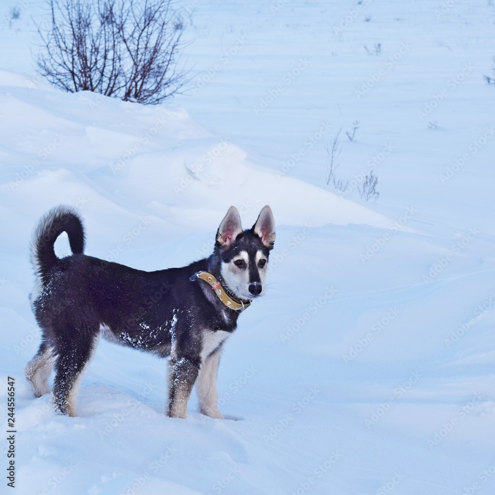 Beautiful black puppy for a walk in winter.Beloved Pets.