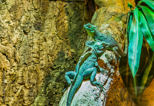 Male and female green plumed basilisks sitting together on a tree branch, tropical lizards from America photo