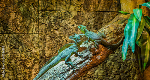 green plumed basilisks sitting together on a tree branch, one male and one female basilisk, tropical lizards from America photo