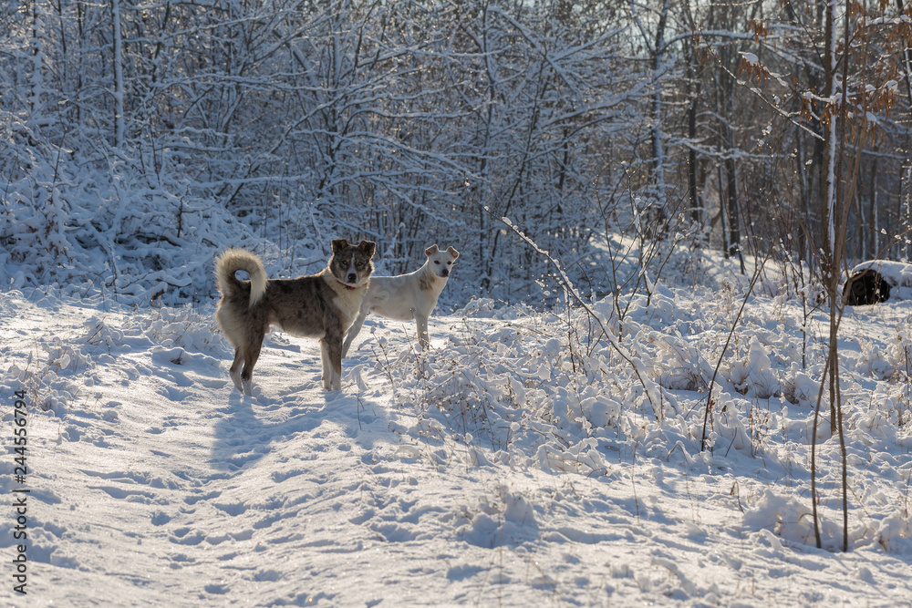 Dogs play in the snow in winter, Beautiful portrait of a pet on a sunny winter day Dogs play in the snow in winter, Beautiful portrait of a pet on a sunny winter day