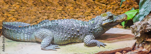 Adult dwarf caiman crocodile, laying on a rock, tropical alligator from the swamps of America photo