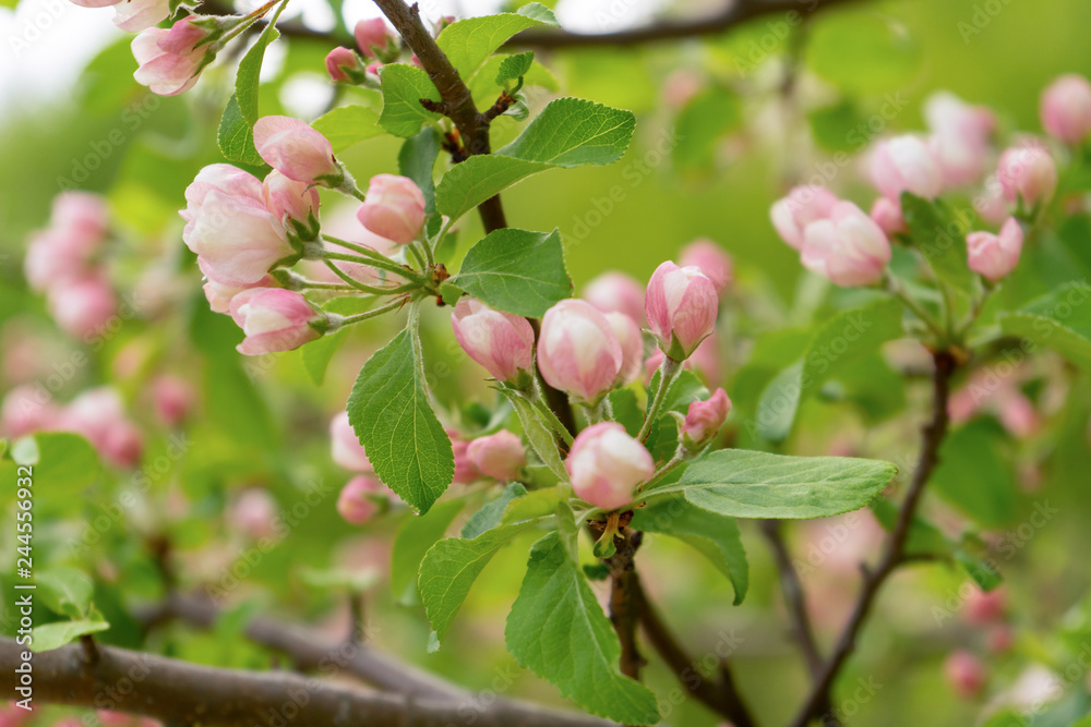 Obraz premium Branch of blossoming wild apple tree against spring forest in cloudy day. Beautiful natural background. Selective focus