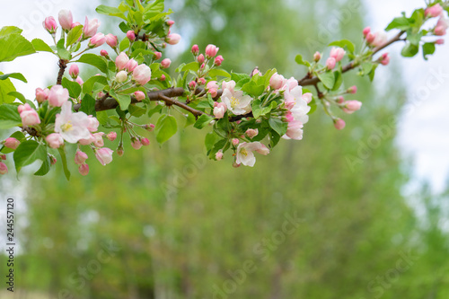 Branch of blossoming wild apple tree against spring forest in cloudy day. Beautiful natural background. Selective focus © Tatyana_Andreyeva
