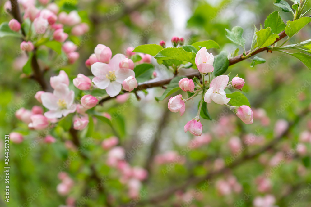 Branch of blossoming wild apple tree against spring forest in cloudy day. Beautiful natural background. Selective focus Branch of blossoming wild apple tree against spring forest in cloudy day. Beautiful natural background. Selective focus