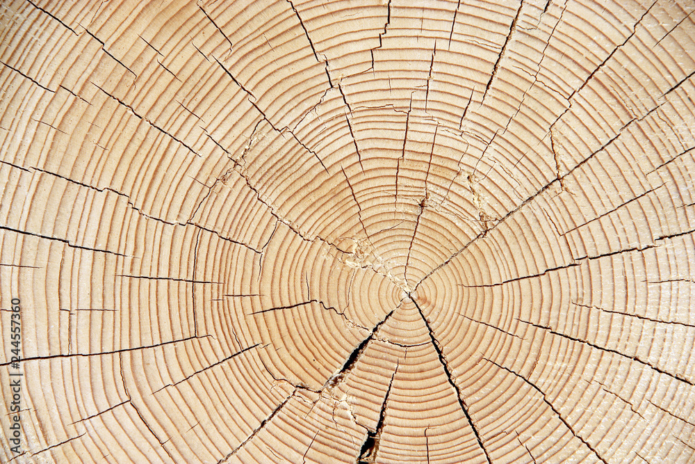 Obraz premium Natural wood background