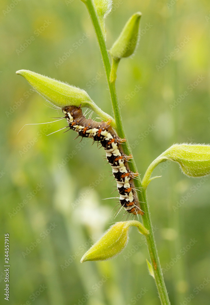 Caterpillar creeps on green branch with green natural background