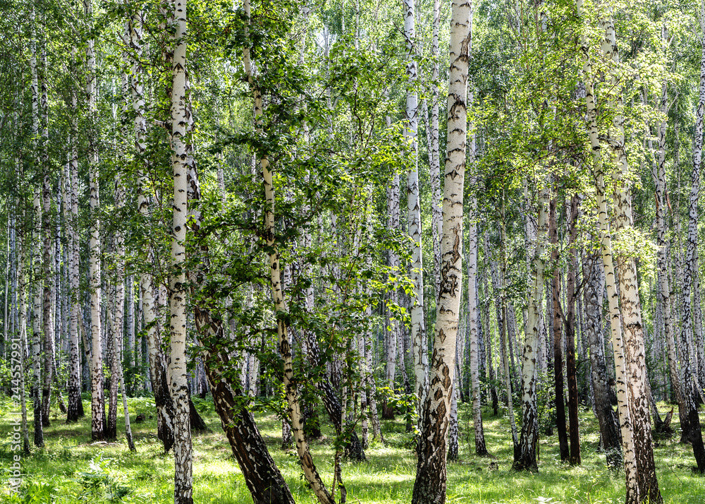 Naklejka premium Image with birch forest.