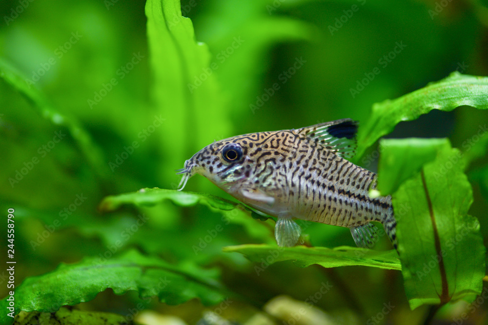 Corydoras paleatus. Pepper Cory Corydoras paleatus catfish. Fish