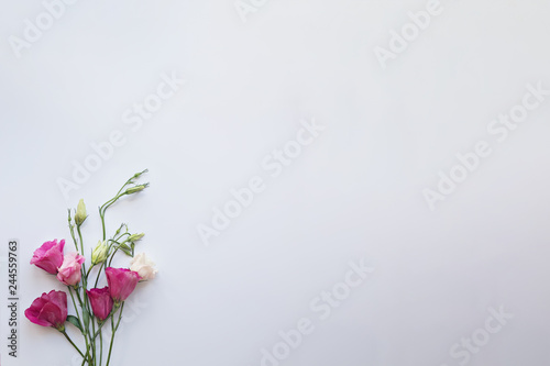 pink eustomas on a white background