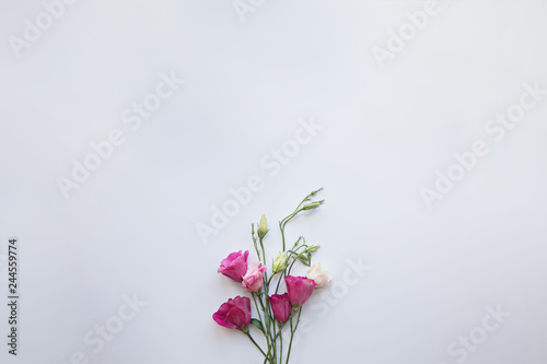 pink eustomas on a white background © Anna