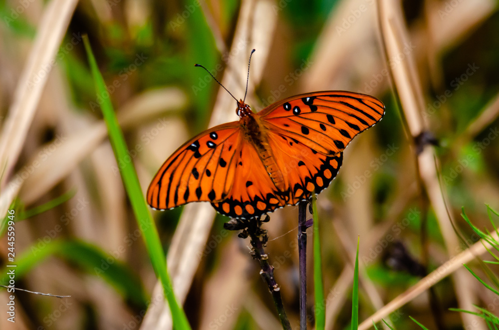 Fototapeta premium Gulf Fritillary
