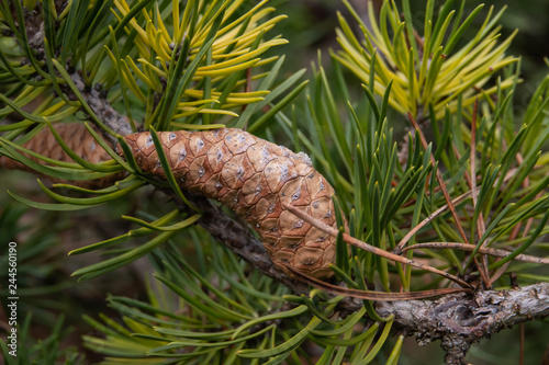 Jack Pine Cone in Winter
