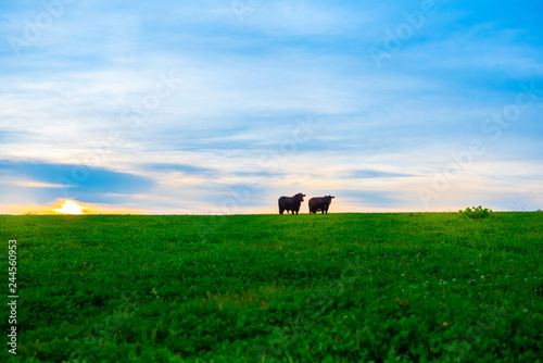 black cows are grazed on a meadow. blue sky