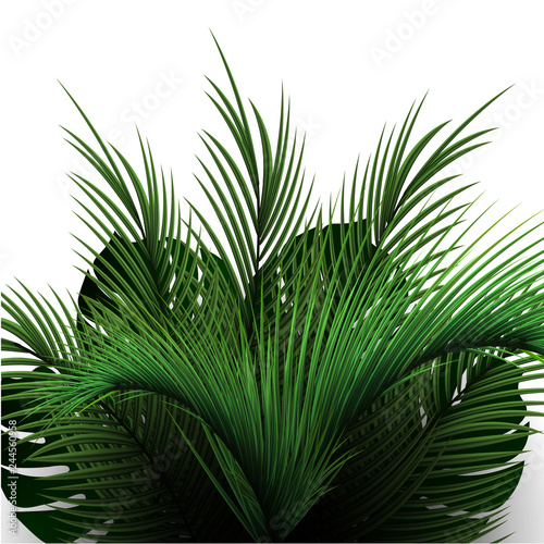 Palm leaves on a white background. Tropical vegetation. Palm tree branches realistic.