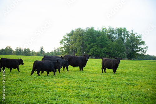 black cows are grazed on a meadow. blue sky