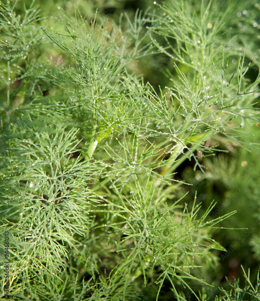 greens of dill after rain in the garden