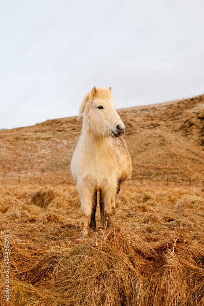 Obraz premium White Icelandic Horse